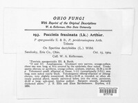 Puccinia fraxinata image